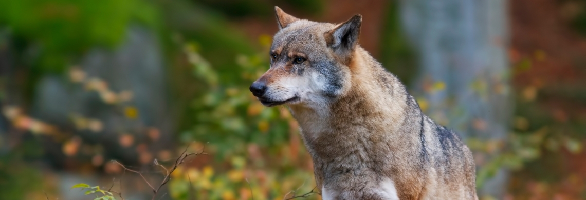 Symbolbild: Wolf im Wald